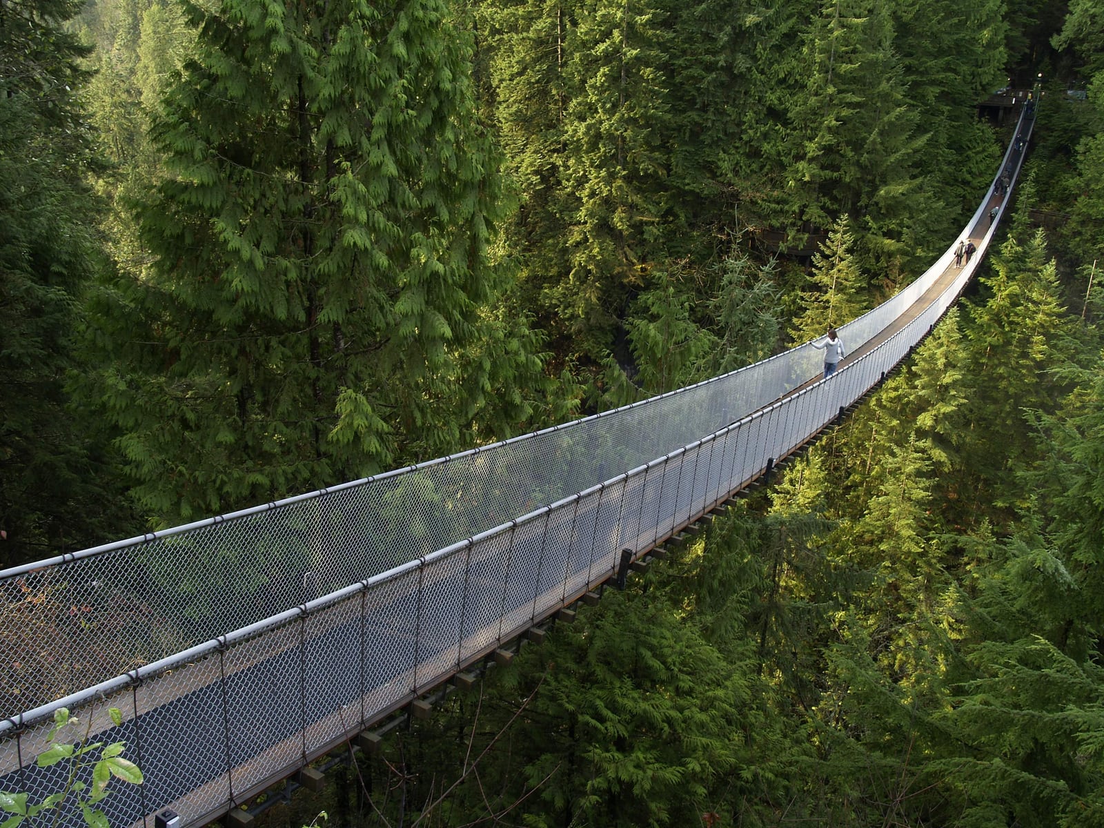 wood-bridge-coniferous-forest